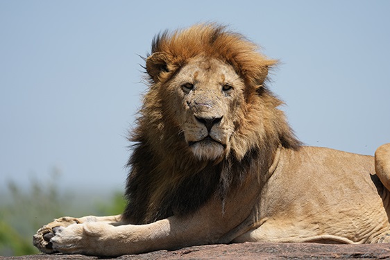 Sony FE 100-400mm F4.5 GM OSS
