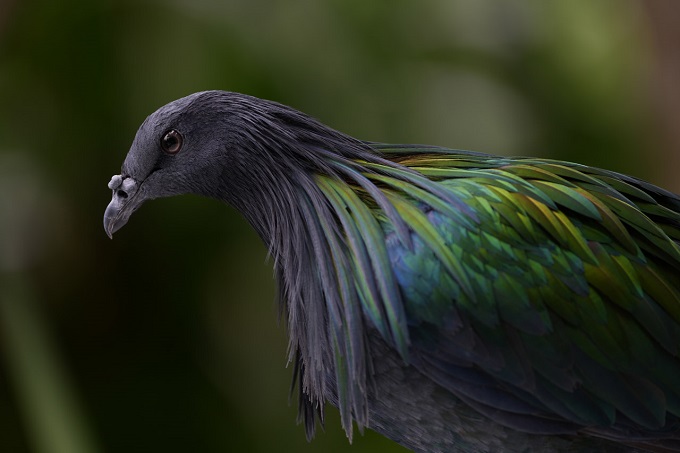 Sony FE 100-400mm F4.5 GM OSS