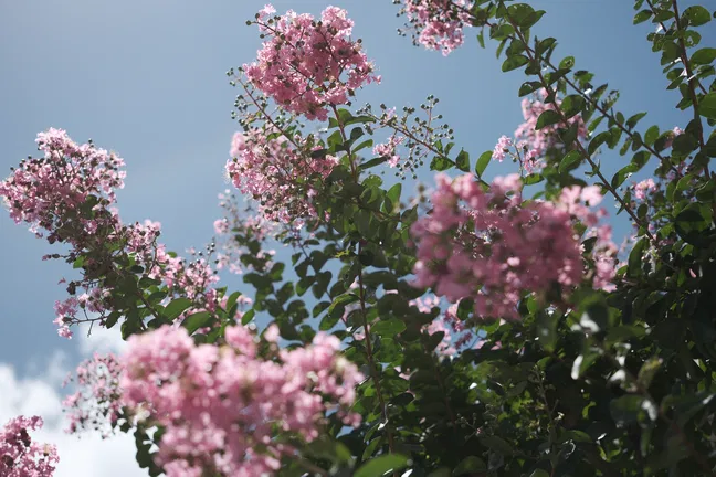 Fujifilm film simulation