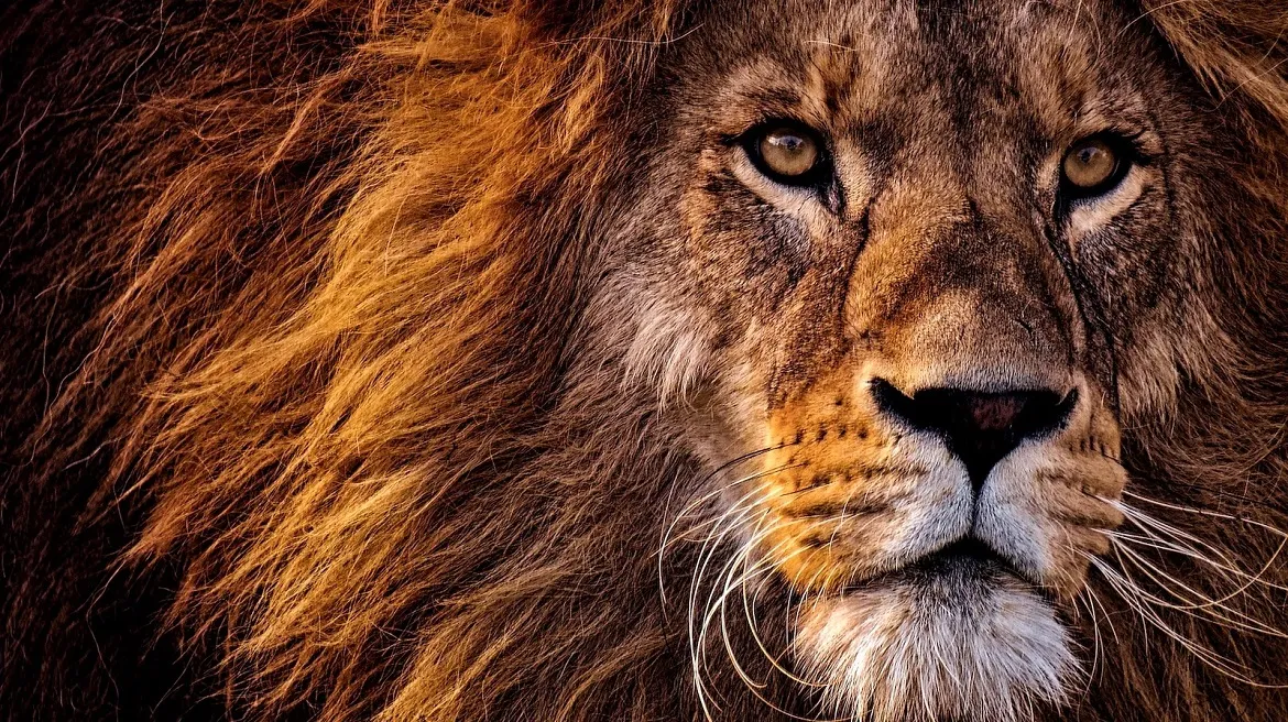 Xgimi Horizon 20 Max