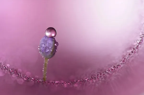 Sony FE 100mm F2.8 Macro GM OSS (SEL100M28GM)