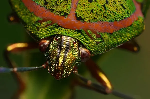 Sony FE 100mm F2.8 Macro GM OSS (SEL100M28GM)