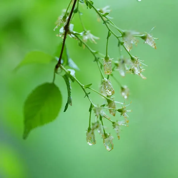 Sony FE 100mm F2.8 Macro GM OSS (SEL100M28GM)