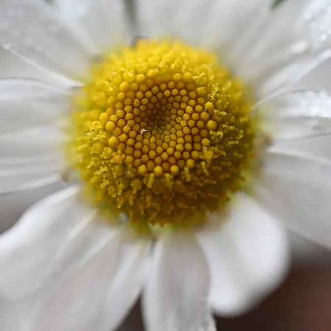 NIKKOR Z DX MC 35mm f/1.7 (example photo)