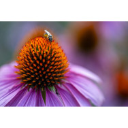 Объектив Tamron 90mm F/2.8 Di III MACRO VXD Nikon Z (F072Z)- фото6