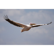 Объектив Sony FE 100-400mm F4.5 GM OSS (SEL100400MC)- фото10